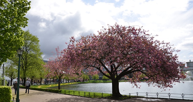 Byparken i Bergen. Kirsebærtre i full blomst. Fotograf: Kari Ingvaldsen